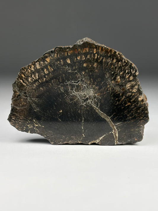 Petrified Wood-Pyrite Replacement