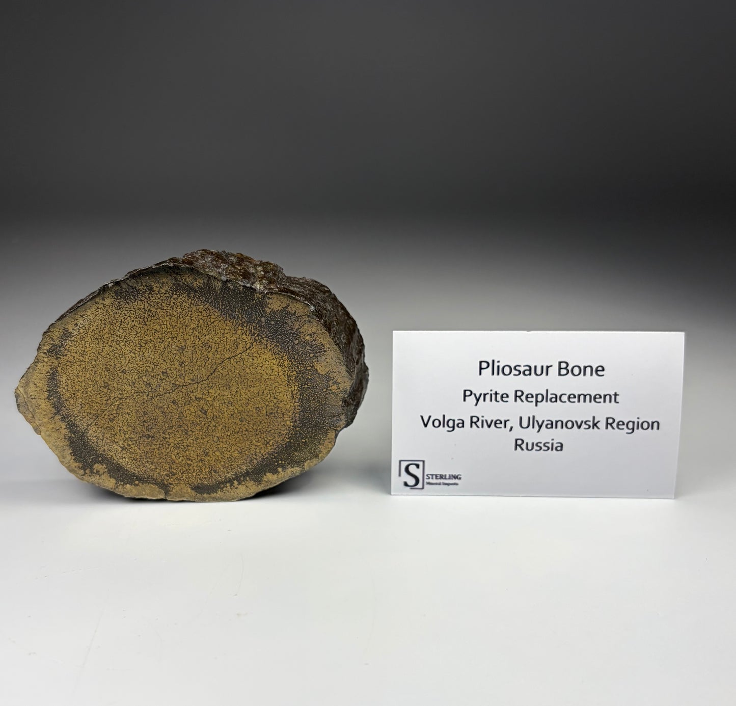 Pliosaur Bone - Pyrite Replacement