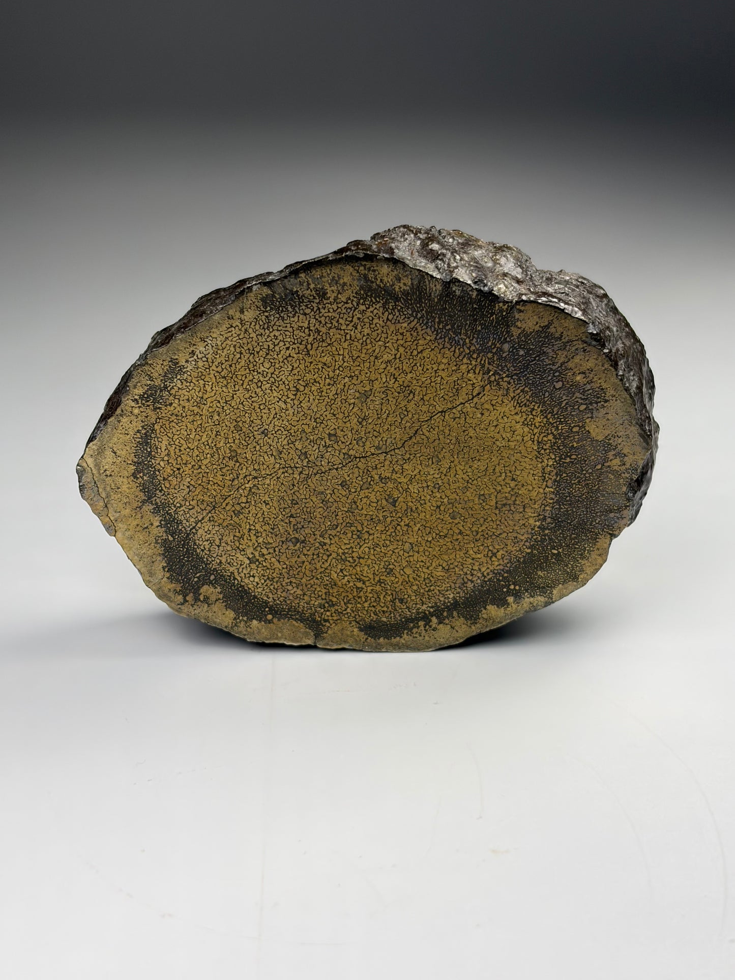 Pliosaur Bone - Pyrite Replacement