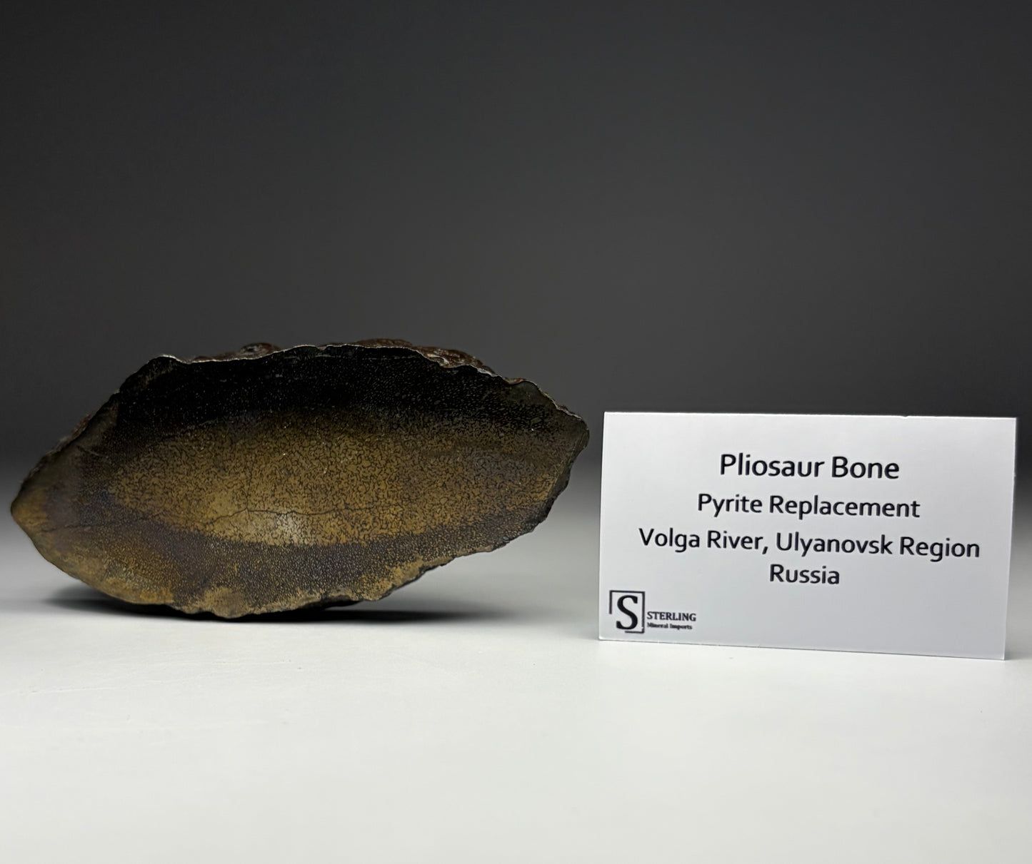 Pliosaur Bone - Pyrite Replacement