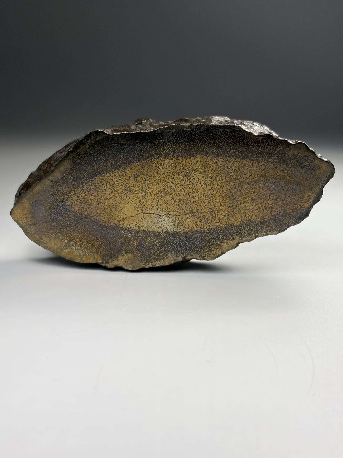 Pliosaur Bone - Pyrite Replacement
