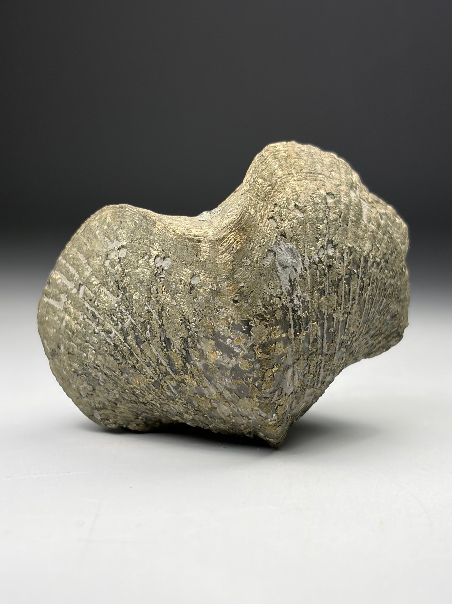 Pyrite-Replaced Snail Shell (Gastropod)