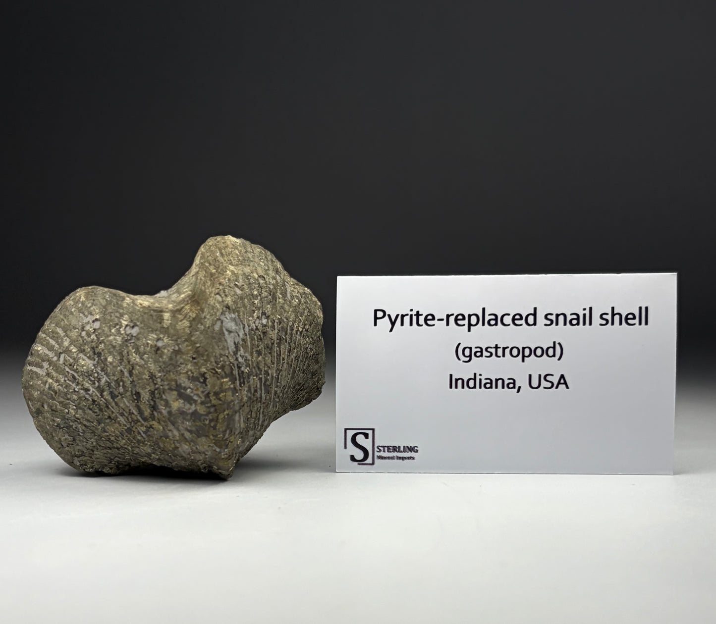 Pyrite-Replaced Snail Shell (Gastropod)