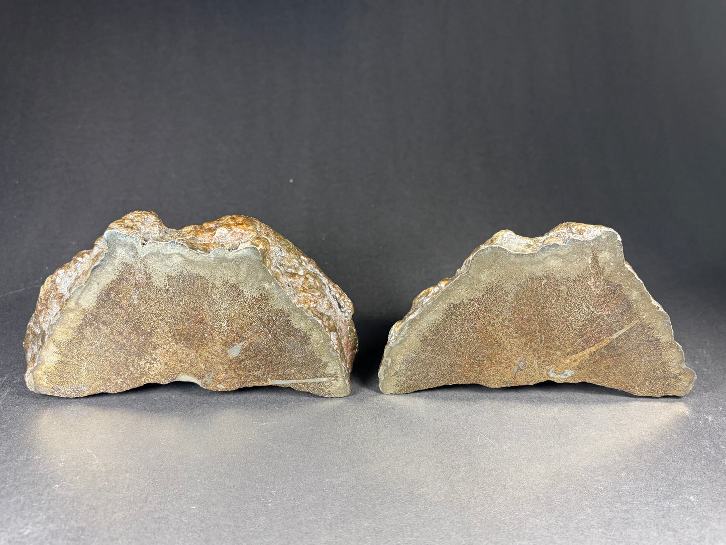 Pliosaur Vertebrae Pair