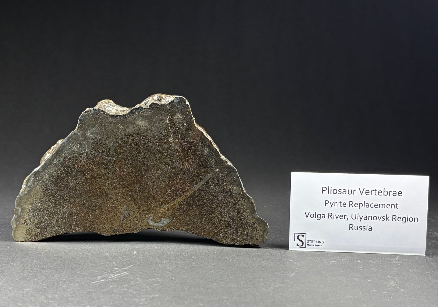 Pliosaur Vertebrae Pair