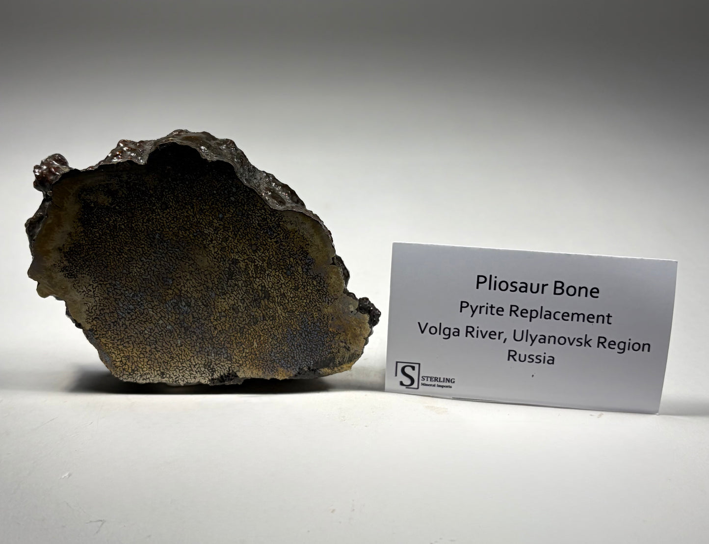 Pliosaur Bone