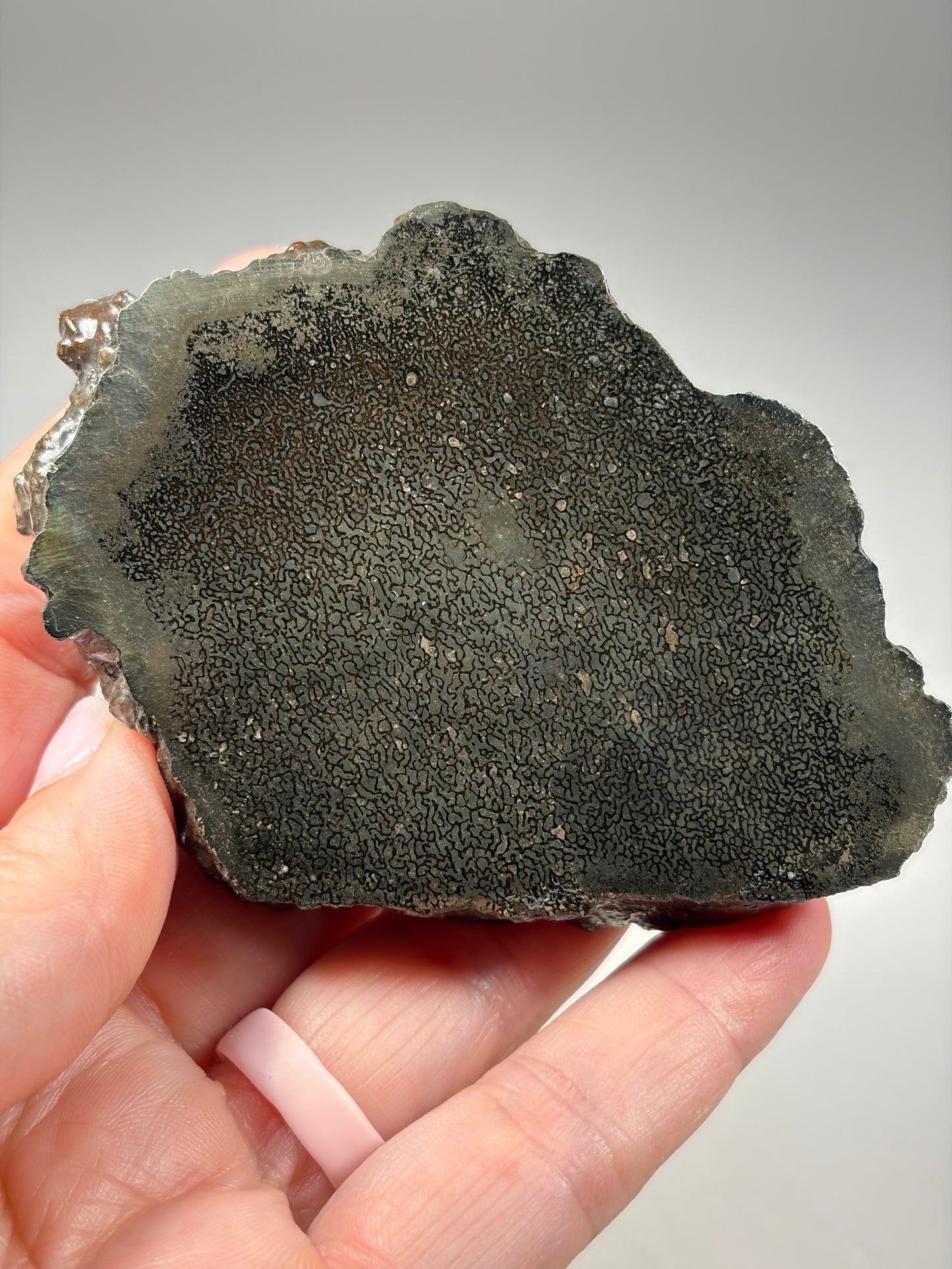 Pliosaur Bone