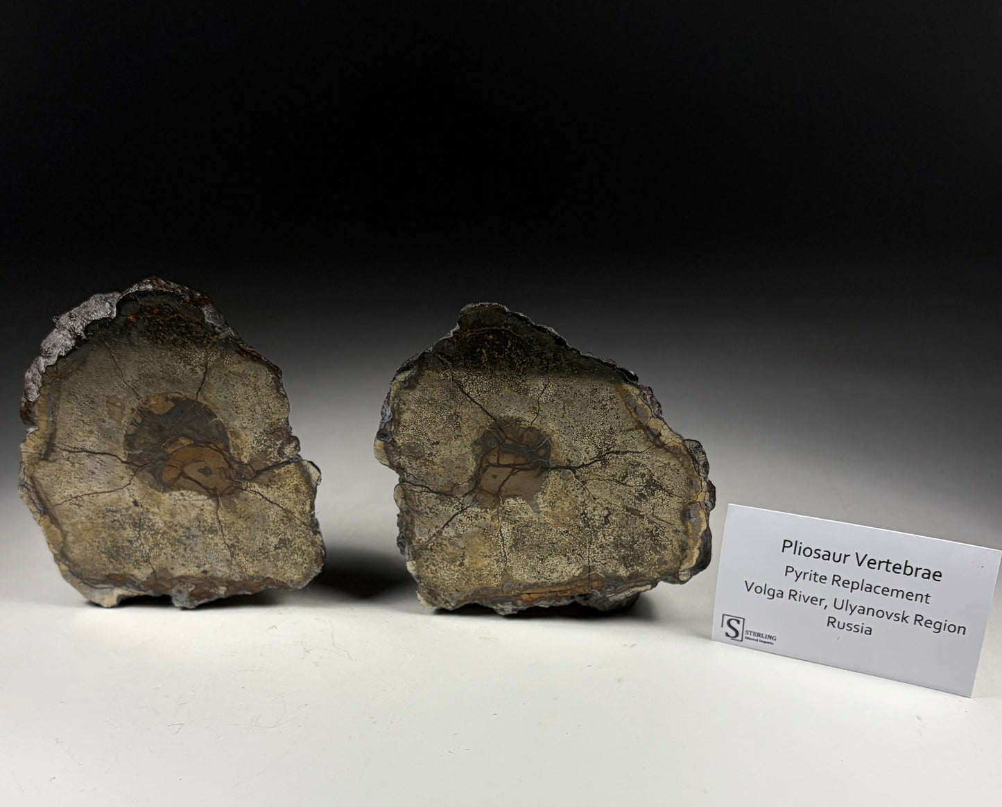 Pliosaur Vertebrae Pair