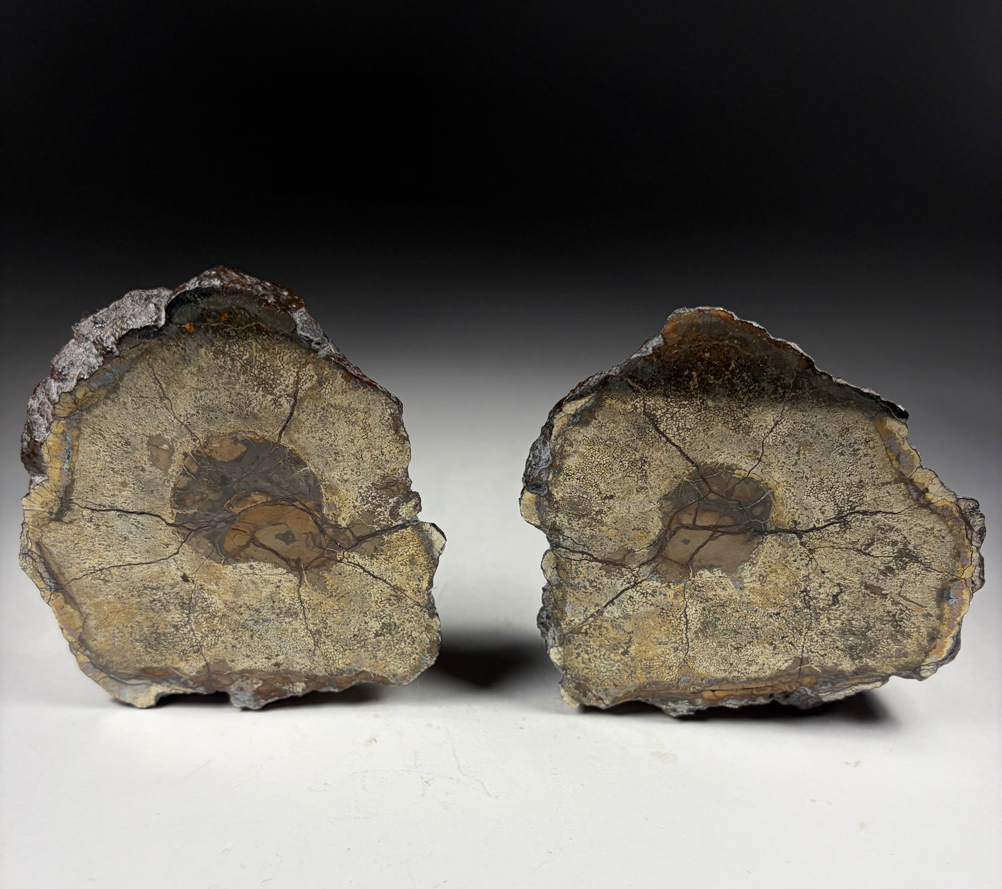 Pliosaur Vertebrae Pair