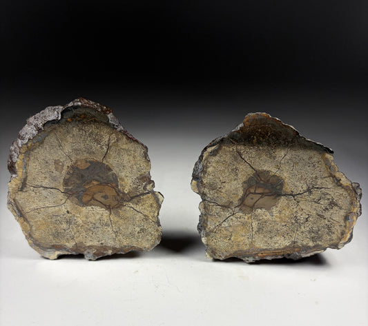 Pliosaur Vertebrae Pair