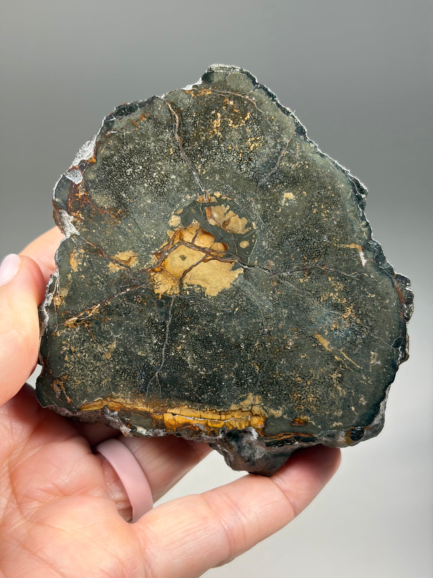Pliosaur Vertebrae Pair