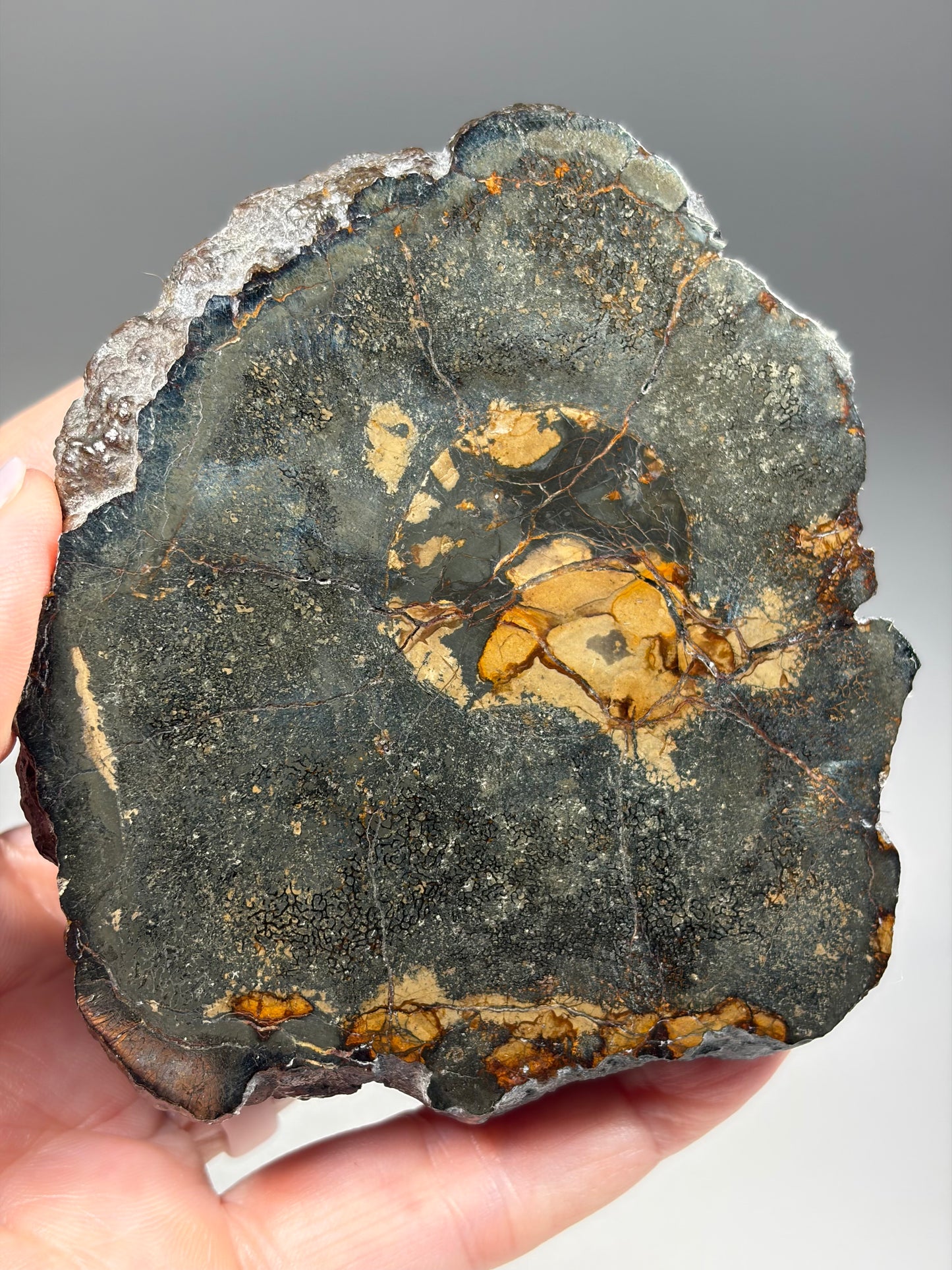 Pliosaur Vertebrae Pair
