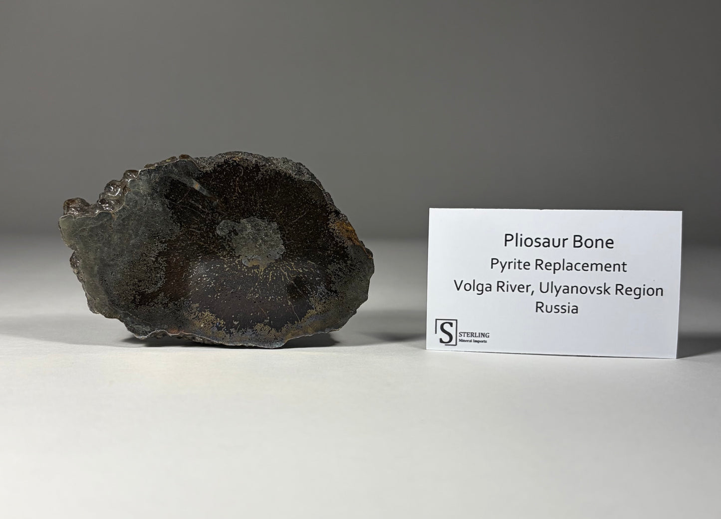 Pliosaur Bone