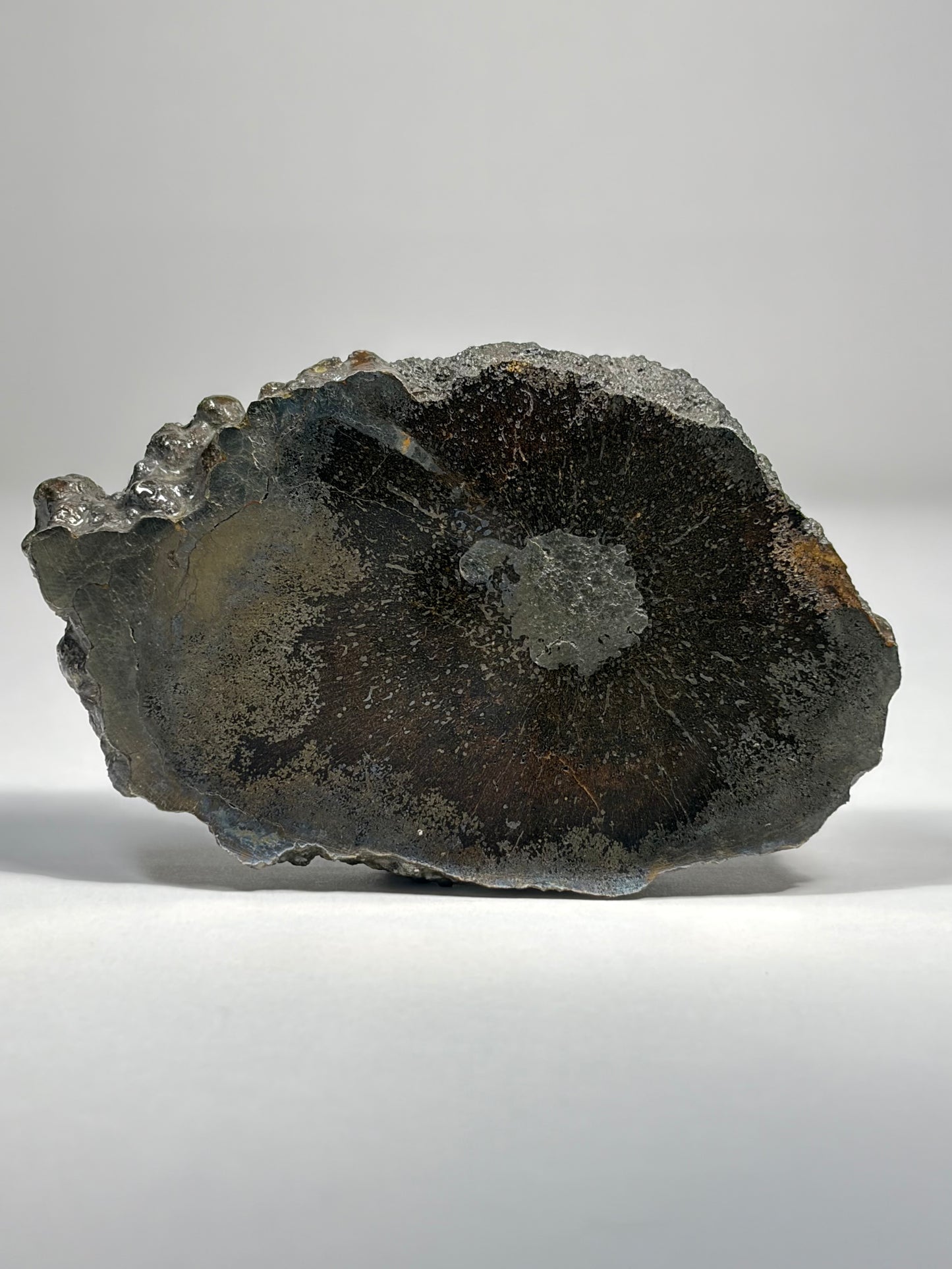 Pliosaur Bone