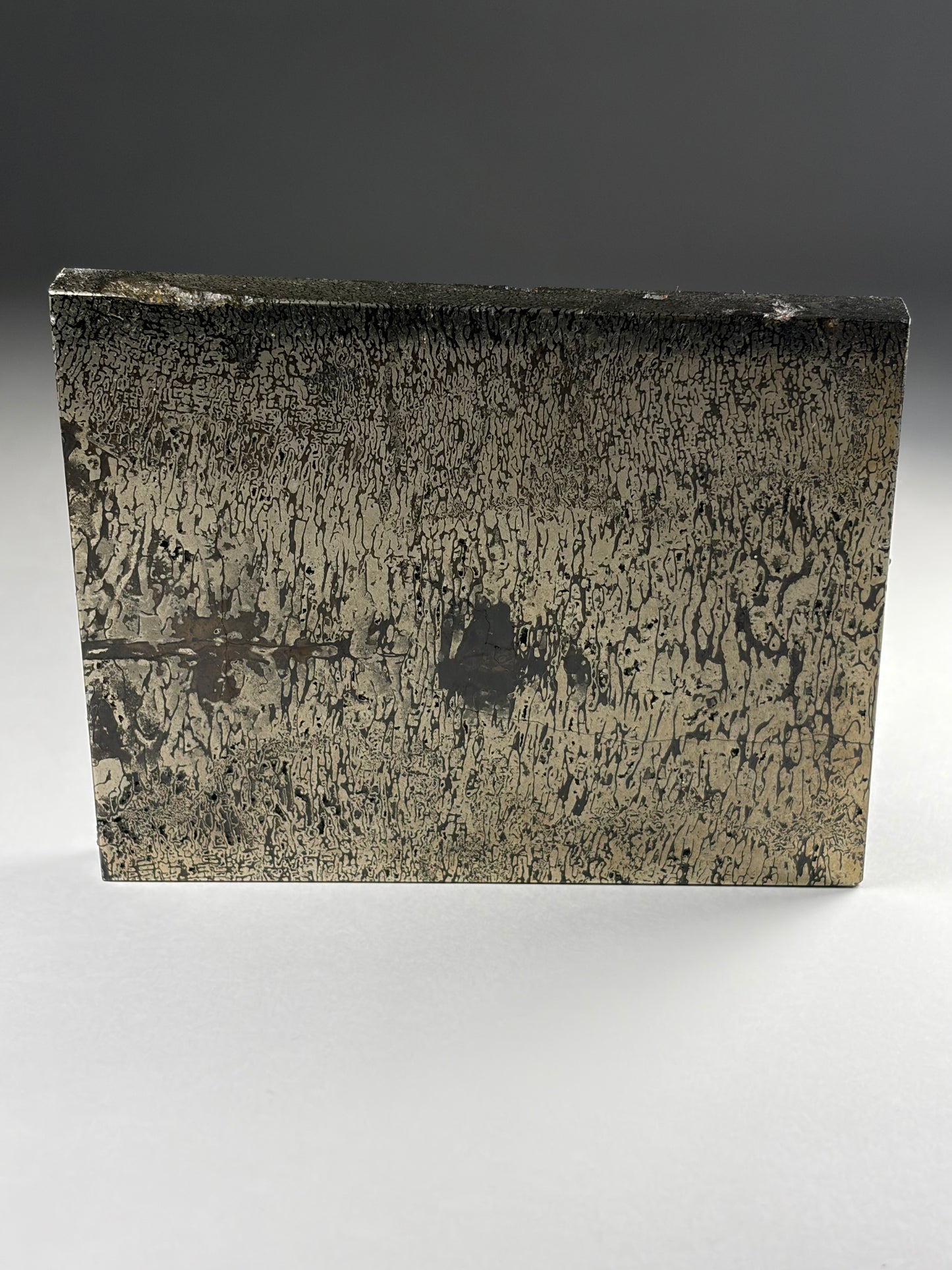 Pliosaur Bone