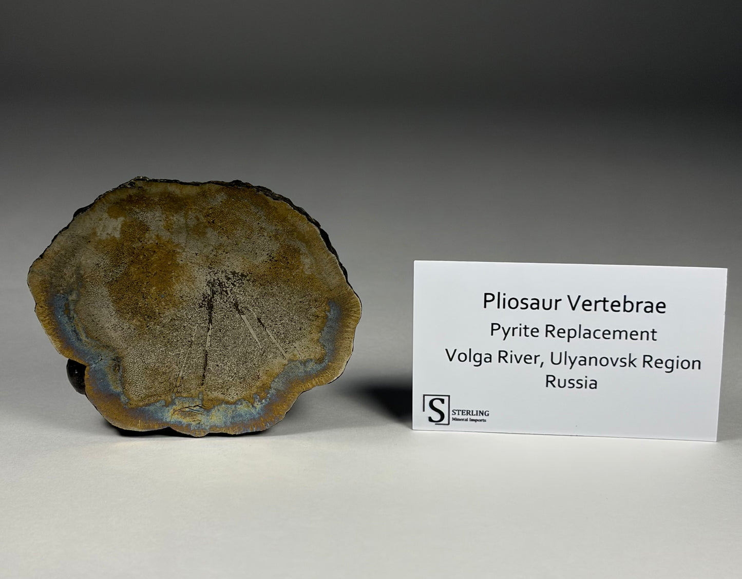 Pliosaur Vertebrae
