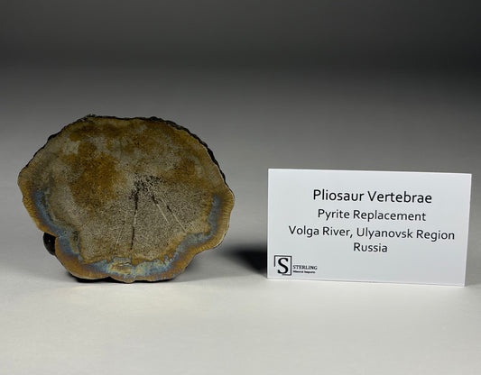 Pliosaur Vertebrae