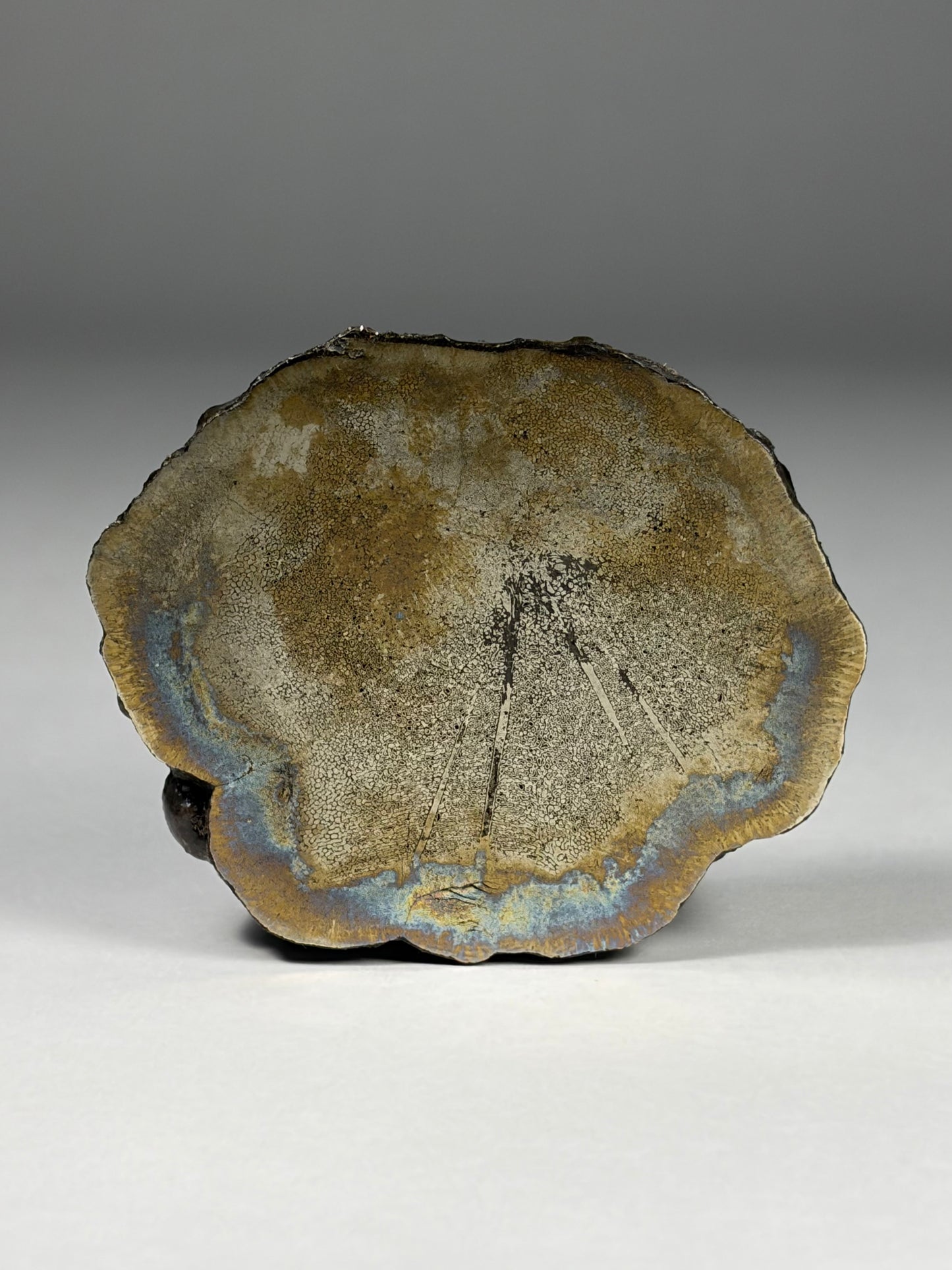 Pliosaur Vertebrae