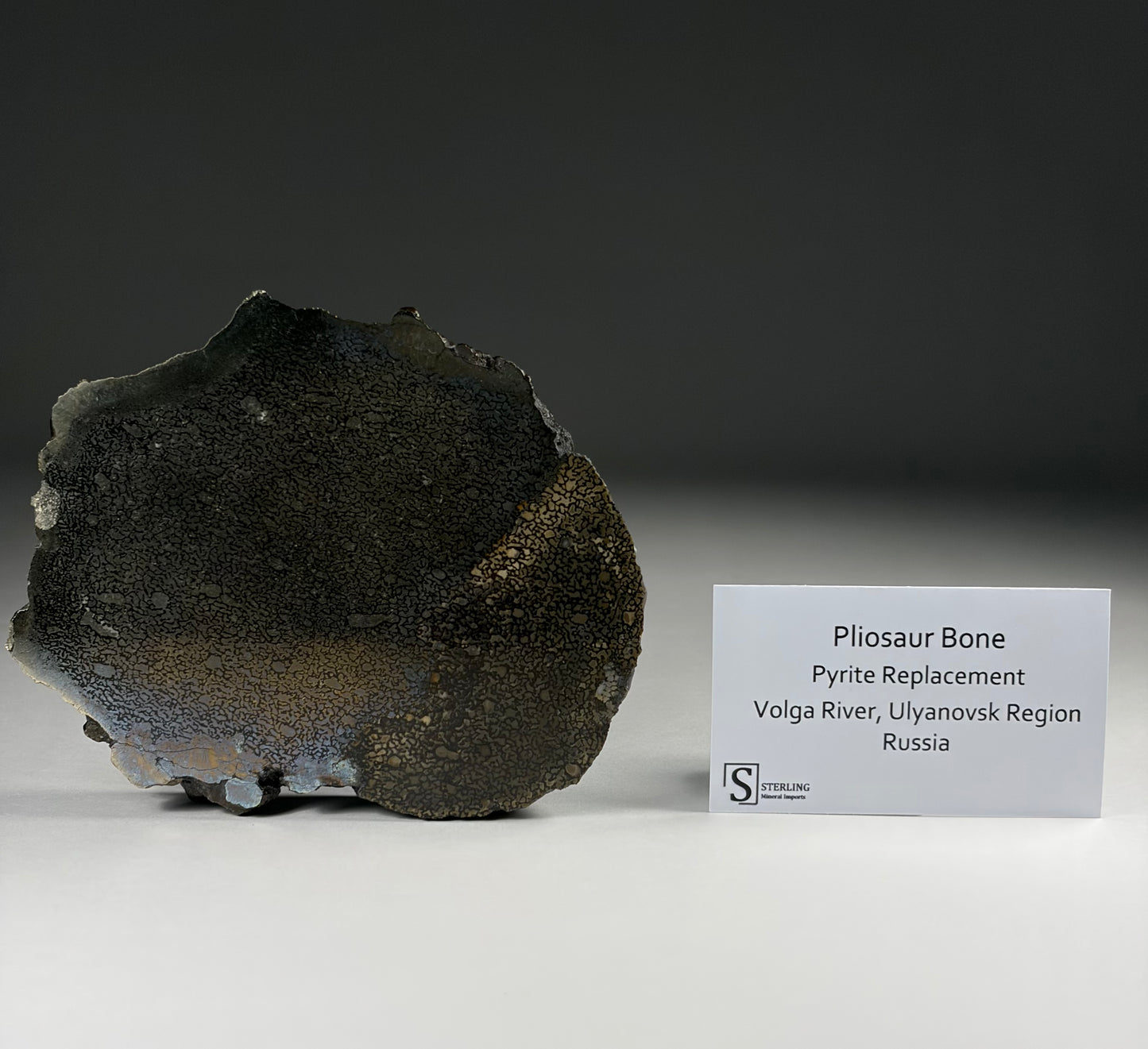 Pliosaur Bone