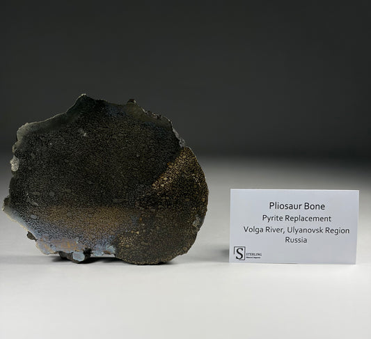 Pliosaur Bone