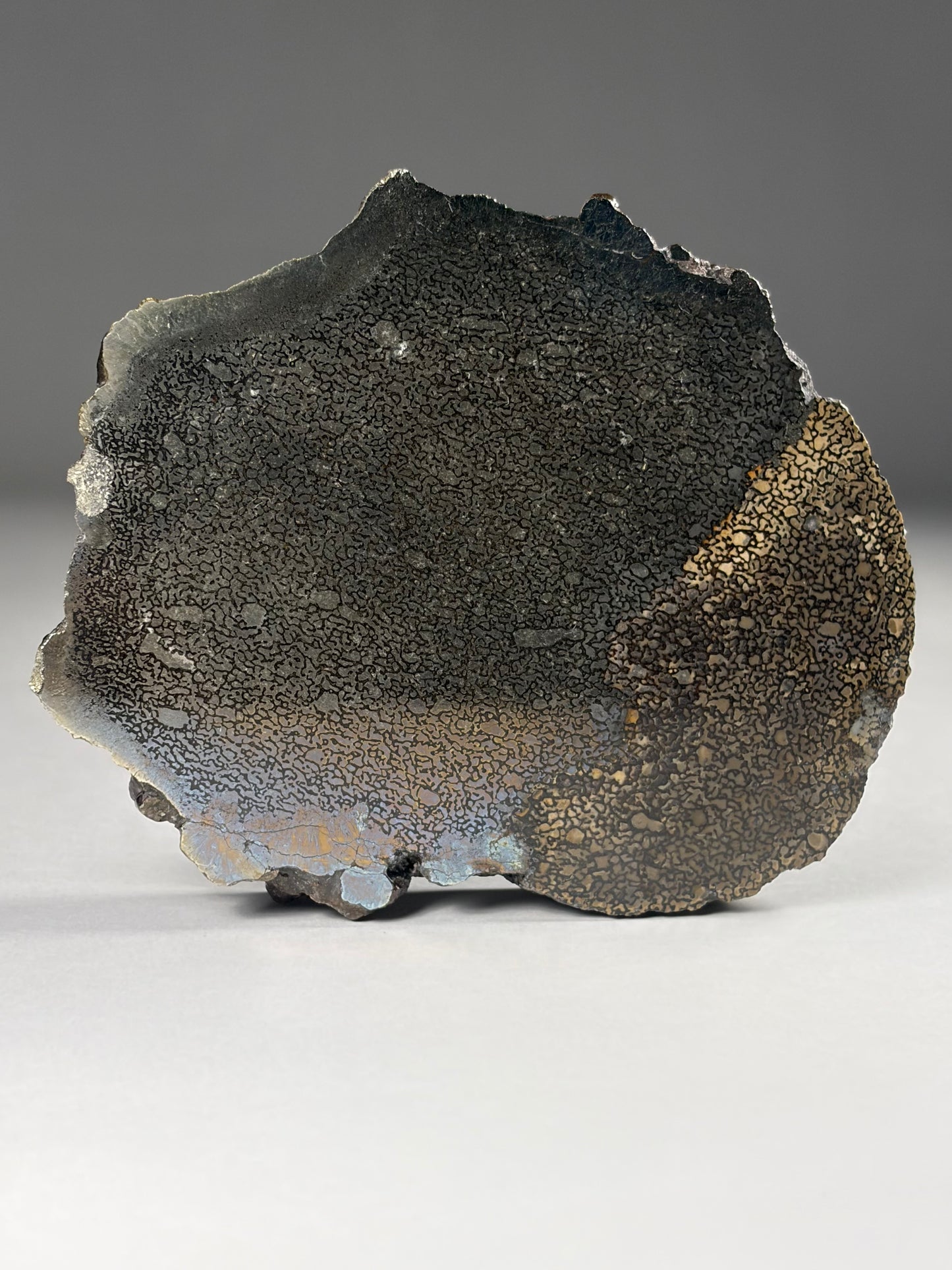 Pliosaur Bone