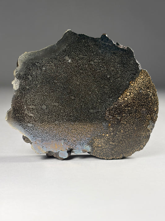Pliosaur Bone