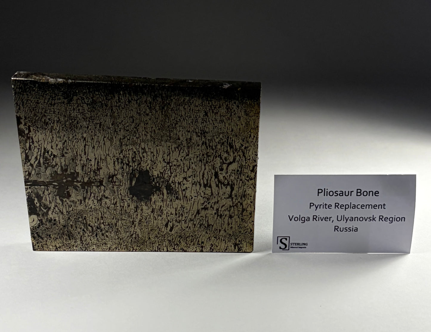 Pliosaur Bone