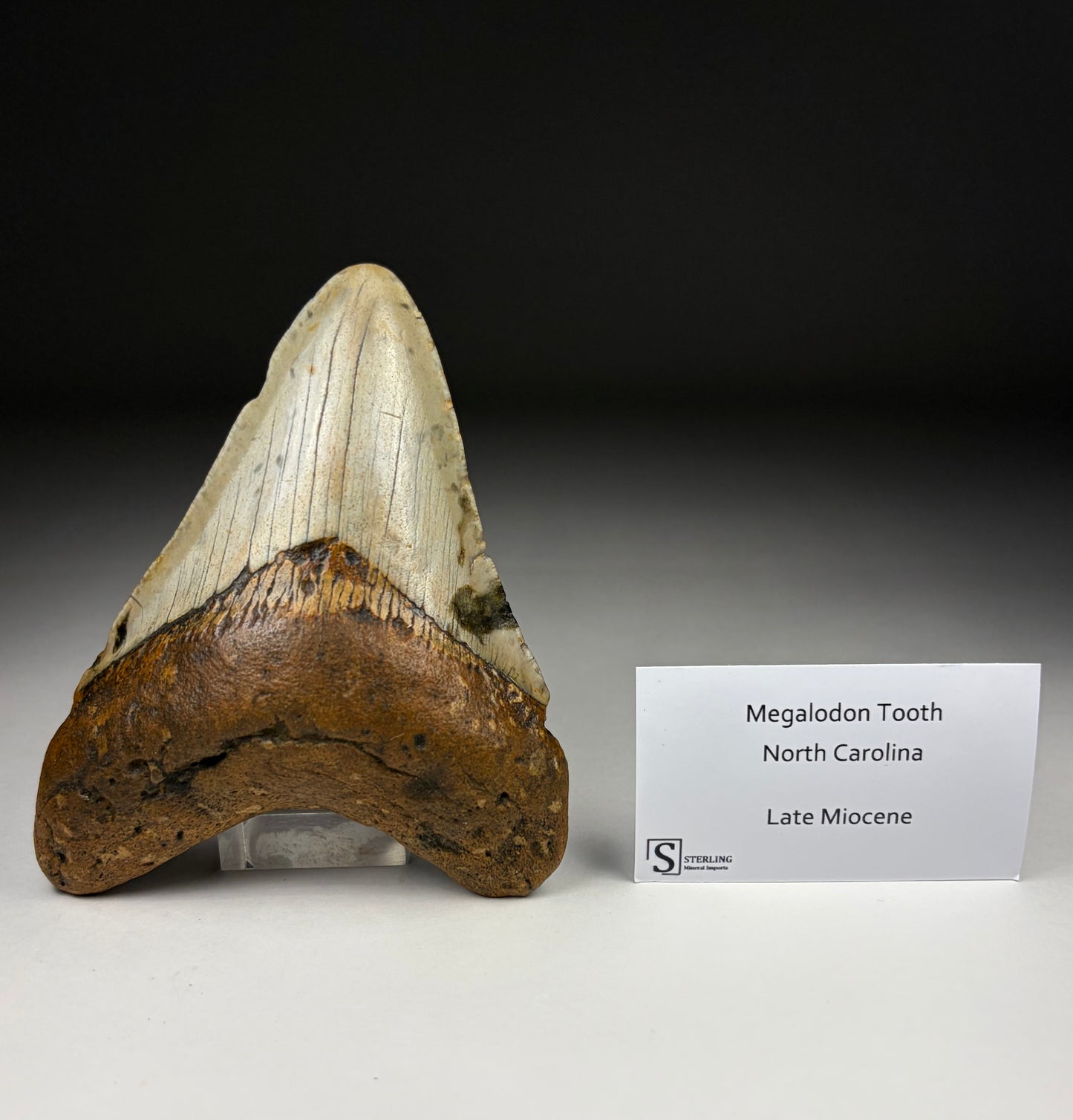 Megalodon Tooth