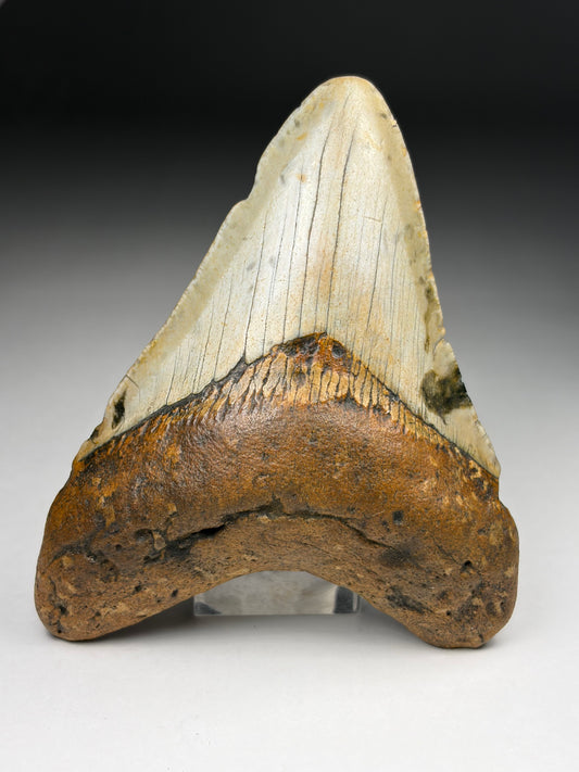 Megalodon Tooth