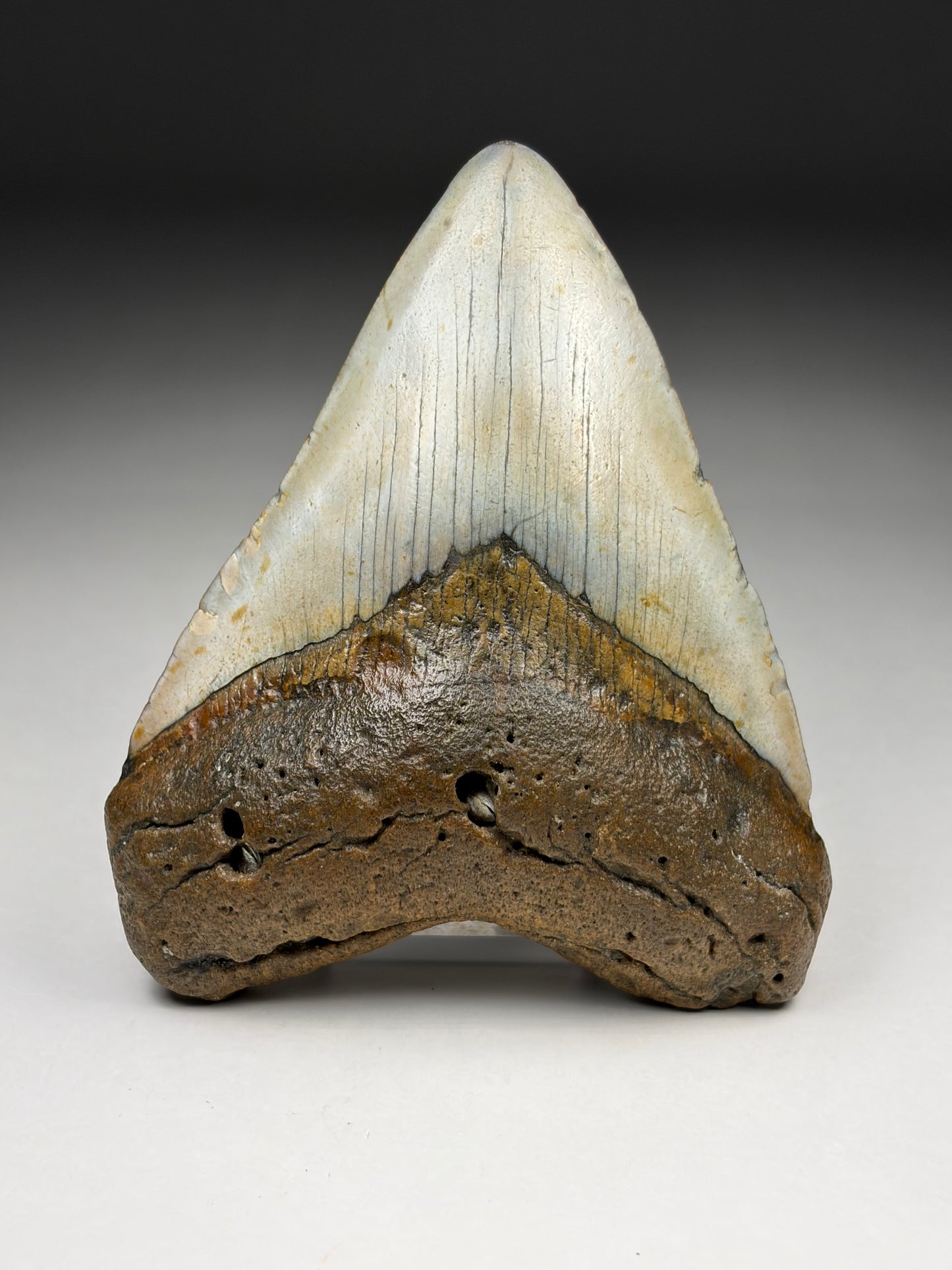 Megalodon Tooth