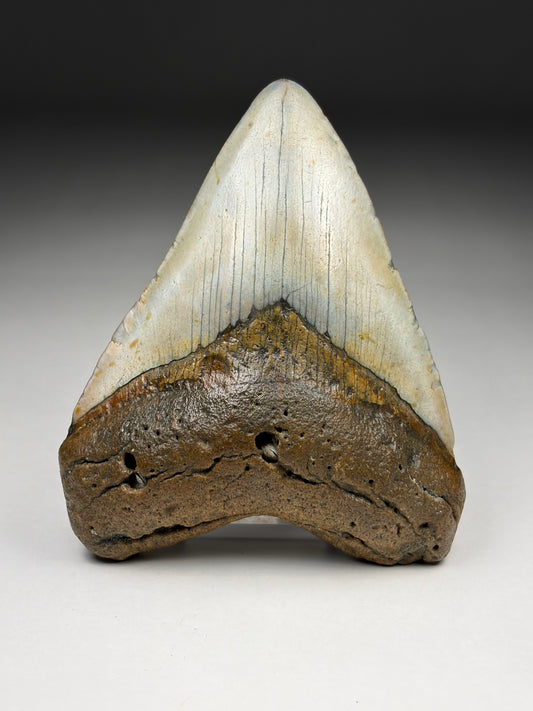 Megalodon Tooth