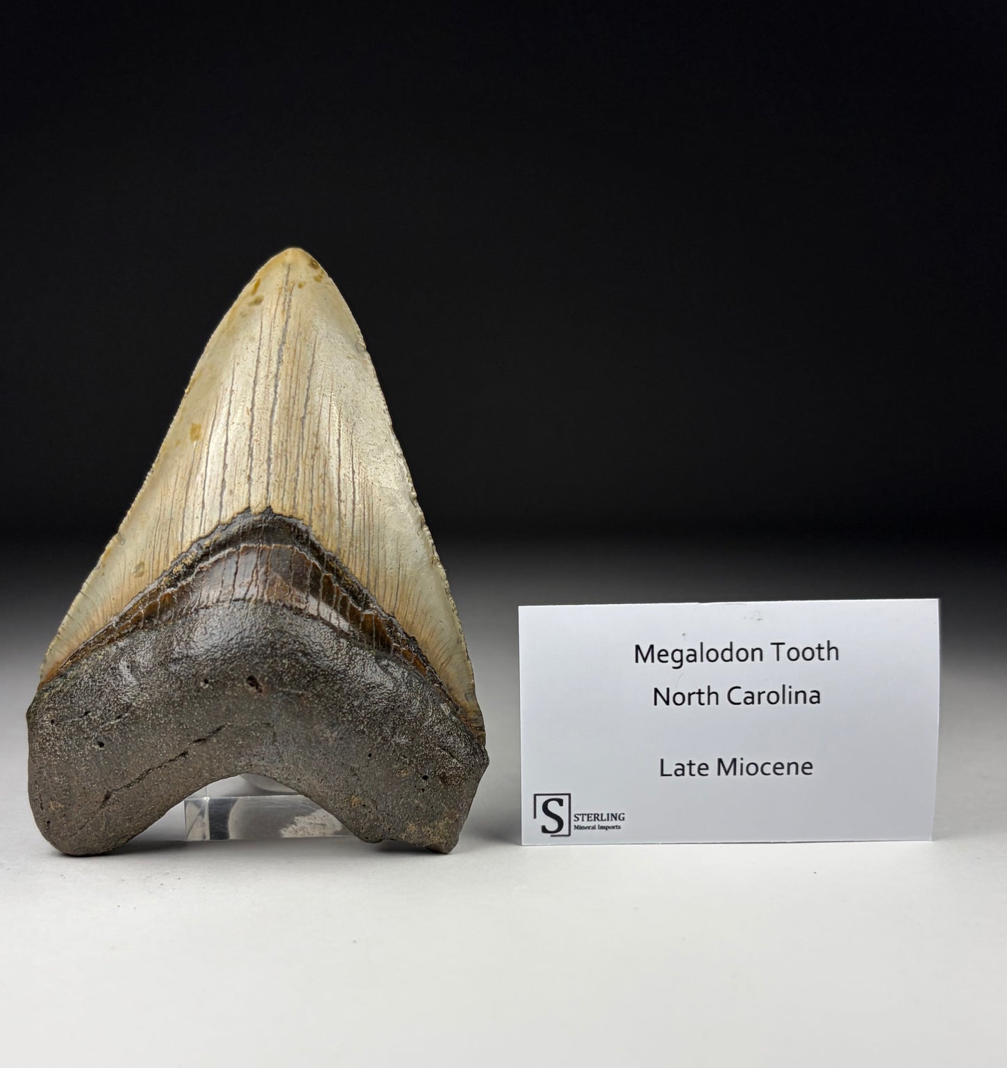 Megalodon Tooth