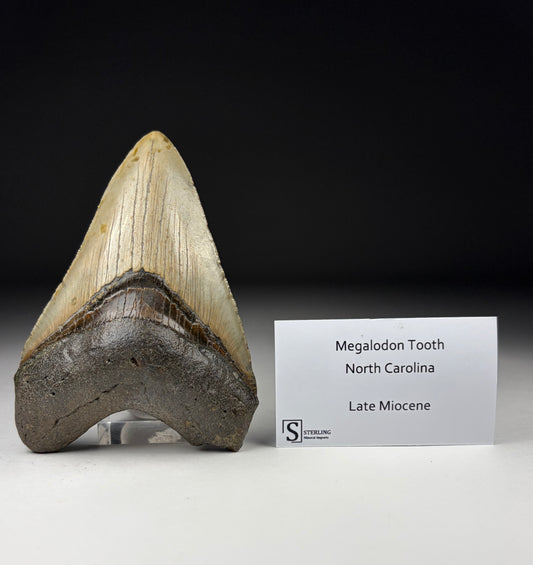 Megalodon Tooth