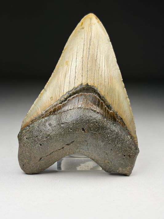 Megalodon Tooth