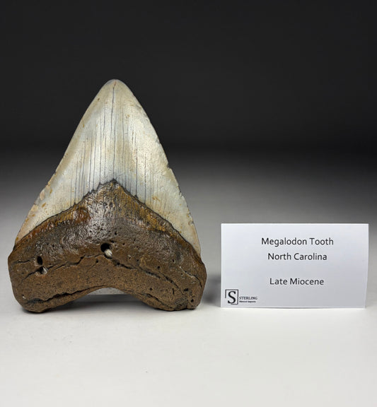 Megalodon Tooth