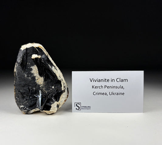 Vivianite in Clam
