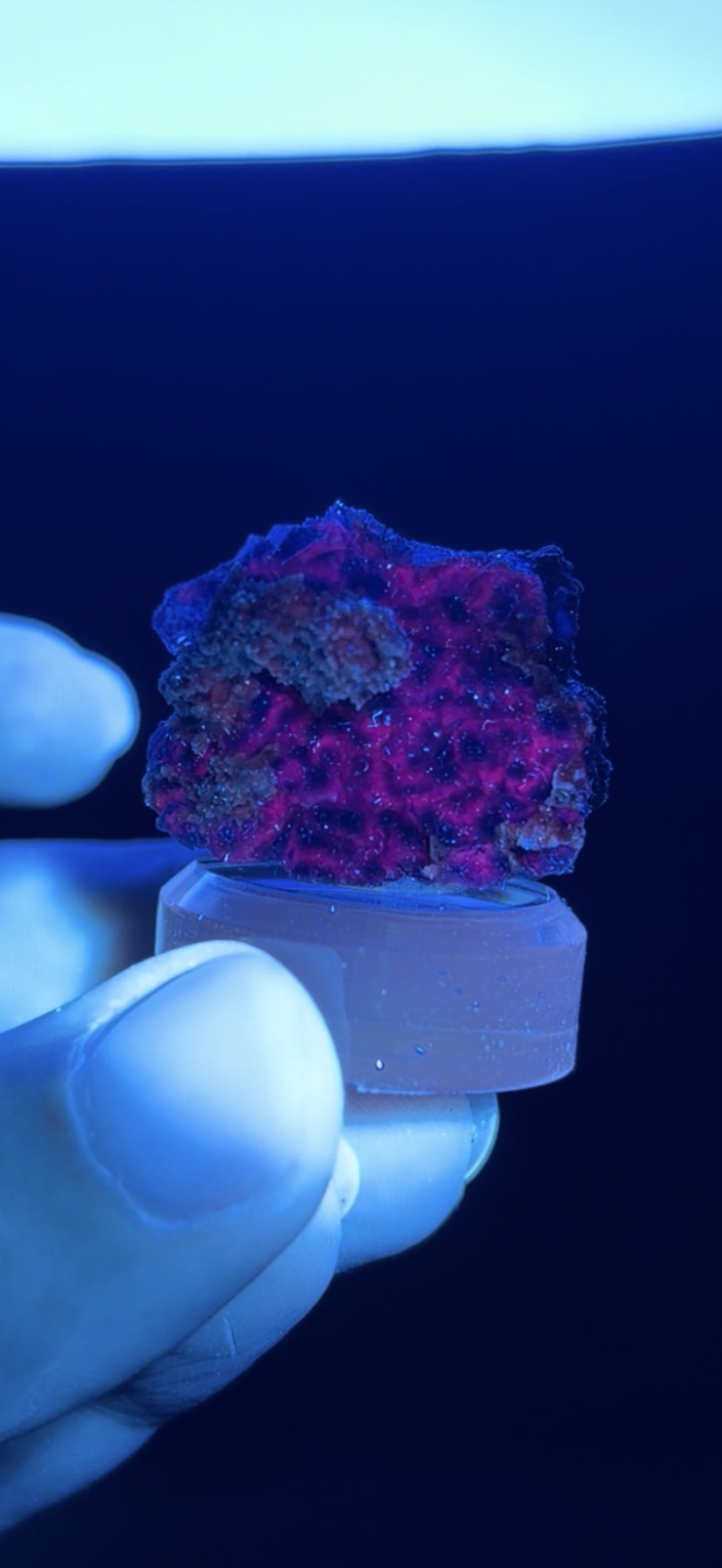 Tanzanite Fluorite w/base