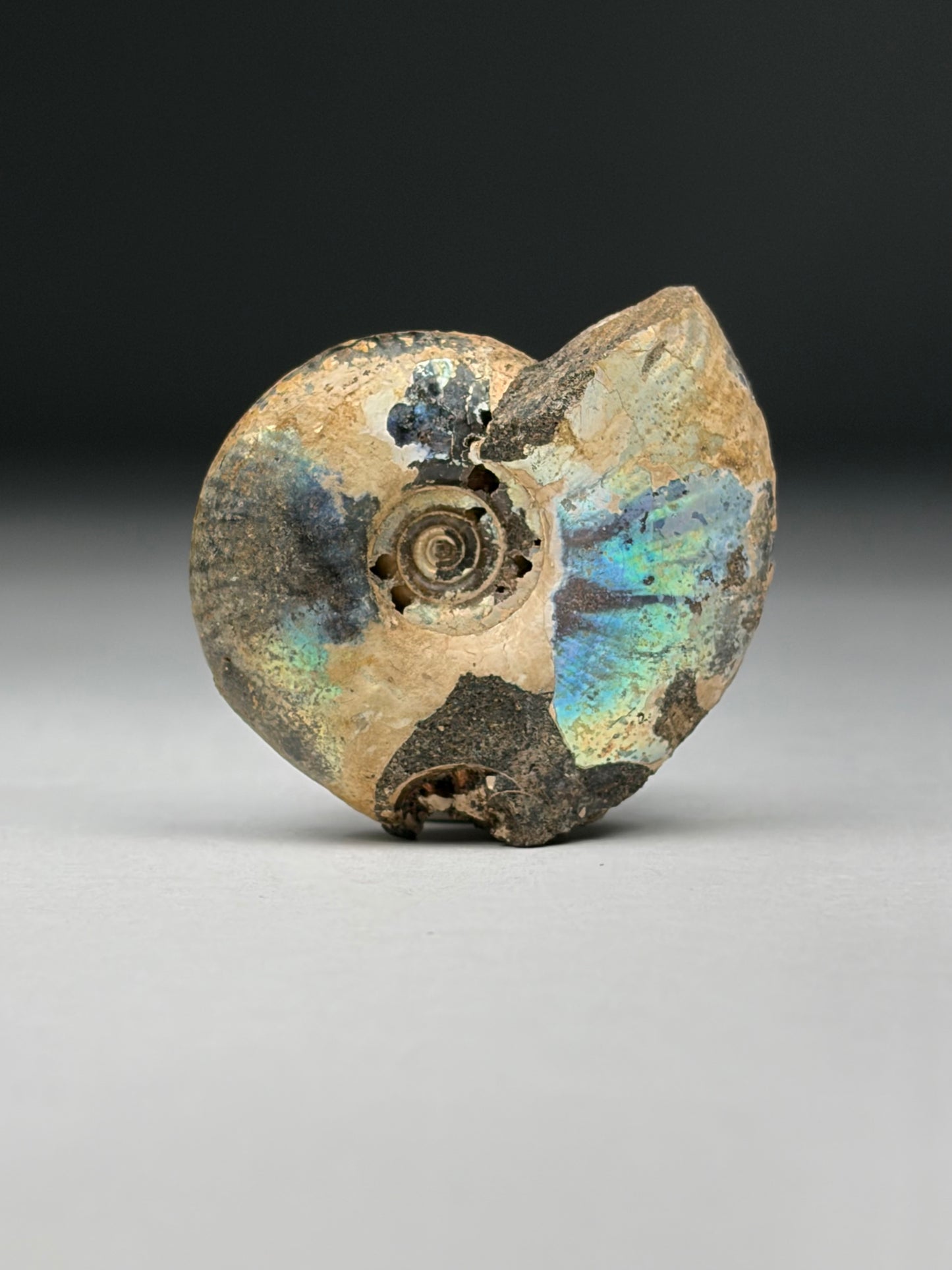 Ammolite