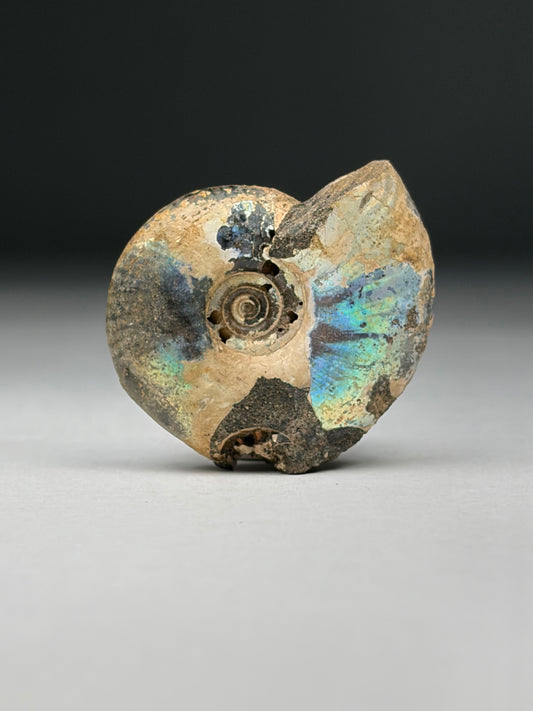 Ammolite
