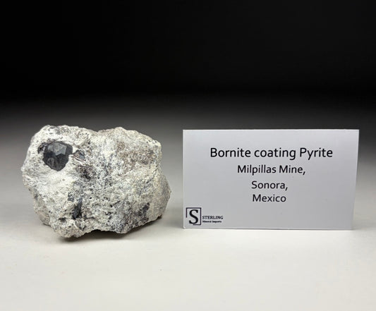 Bornite coating Pyrite