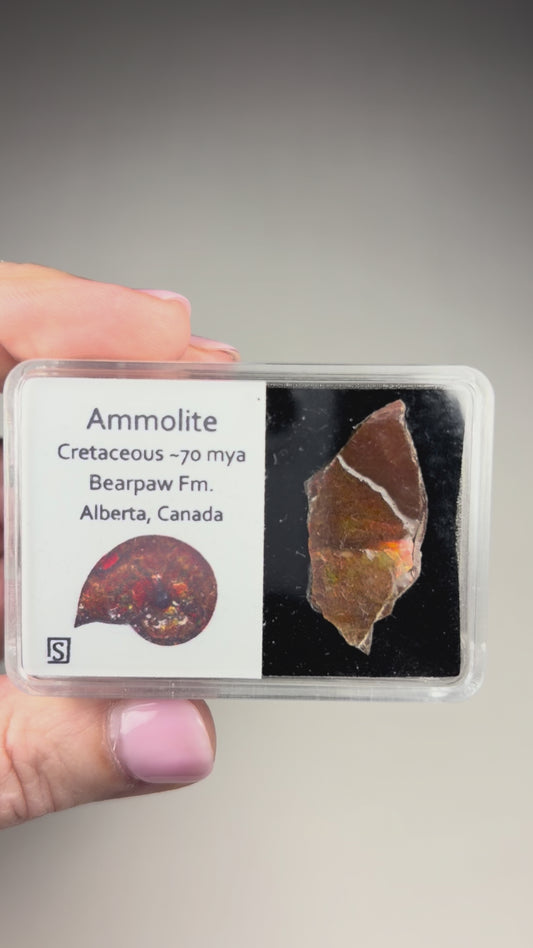 Ammolite w/case