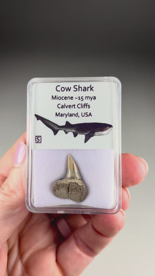 Cow Shark Tooth