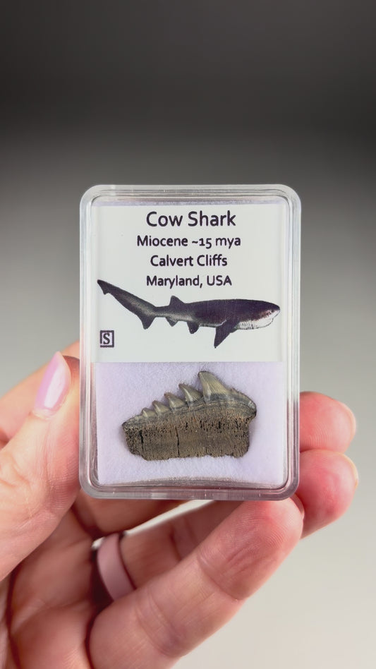 Cow Shark Tooth